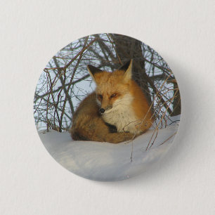 Resting Fox 2 Inch Round Button