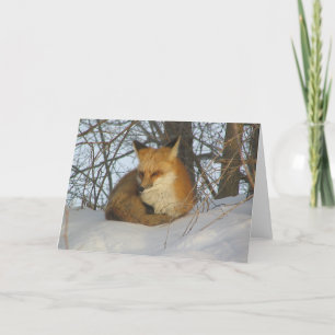 Resting Fox Card