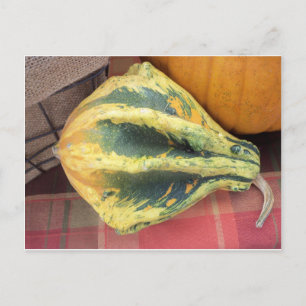 Resting Gourd Postcard