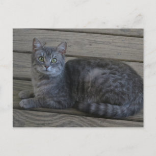 Resting Grey Cat Postcard