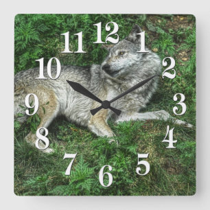 Resting Grey Wolf 2 Wildlife Clock