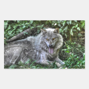 Resting Grey Wolf 3 Wildlife Gift Sticker