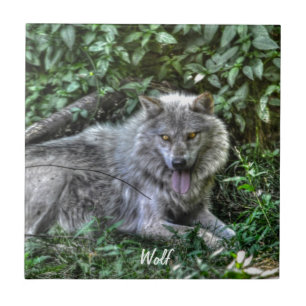 Resting Grey Wolf 3 Wildlife Gift Tile