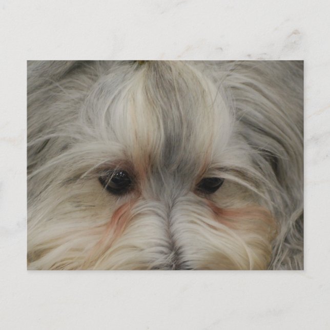 Resting Havanese Dog Postcard (Front)