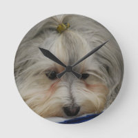 Resting Havanese Dog