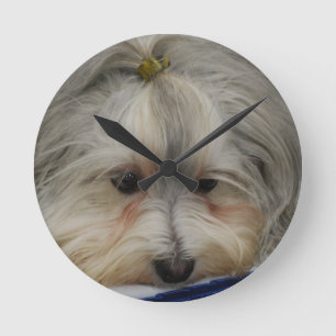 Resting Havanese Dog Round Clock