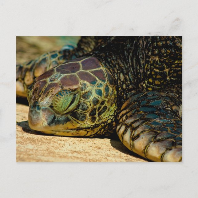 Resting Hawaiian Green Sea Turtle (Honu) Postcard (Front)