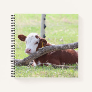 Resting Hereford Calf Notebook