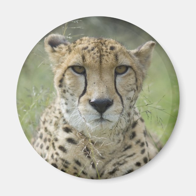 Resting in the Grass Magnet (Front)