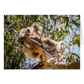 Resting Koala