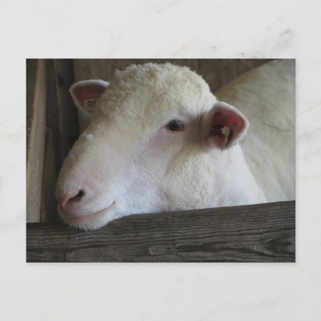 Resting Lamb Postcard (Front)