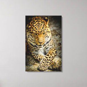 Resting Leopard Canvas Print