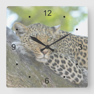 Resting Leopard Square Wall Clock