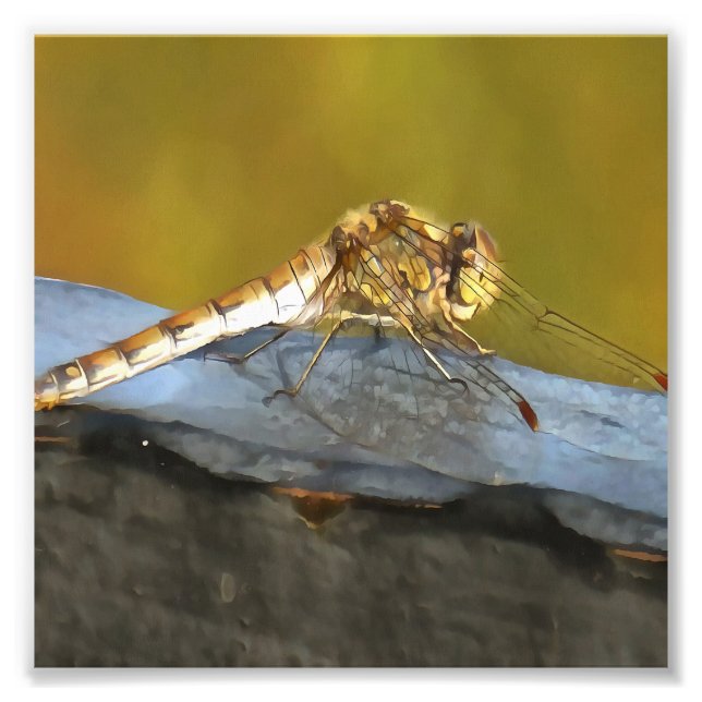 Resting Ochre Brown Dragonfly Realistic Painting Photo Print (Front)