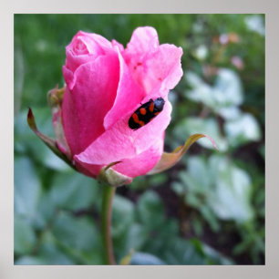 resting on a rose poster