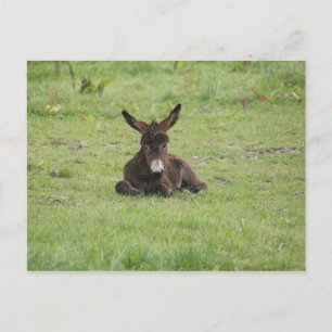 Resting on Grass Postcard