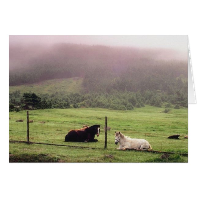 Resting Pasture Horses (Front Horizontal)