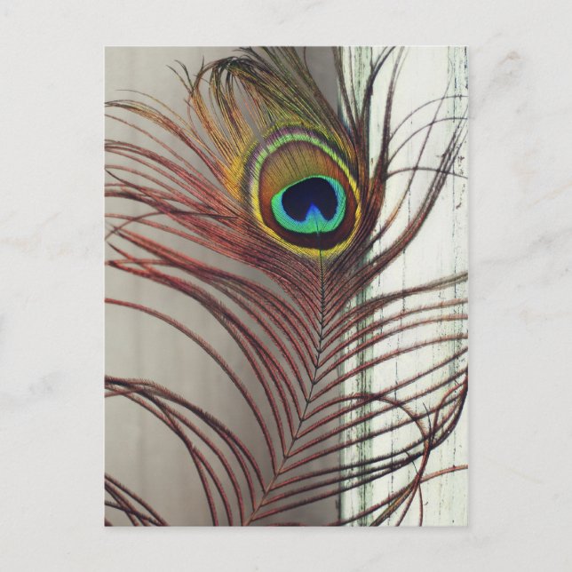 Resting Peacock Feather Postcard (Front)
