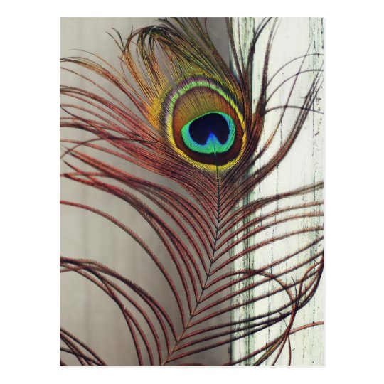 Resting Peacock Feather Postcard
