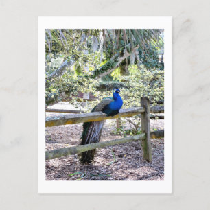 Resting Peacock Postcard