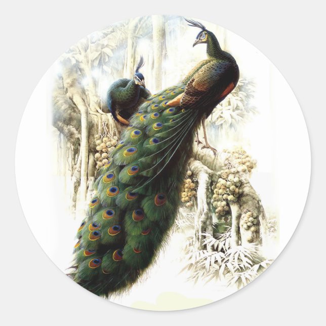 Resting Peacocks Classic Round Sticker (Front)