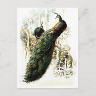 Resting Peacocks Postcard