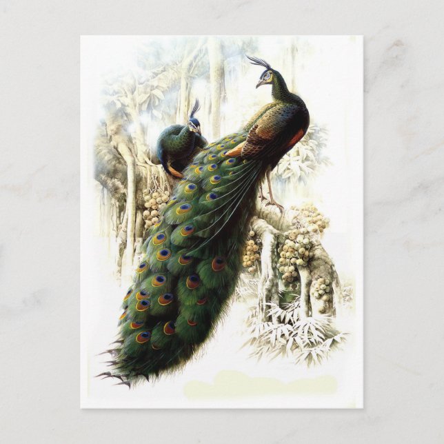 Resting Peacocks Postcard (Front)