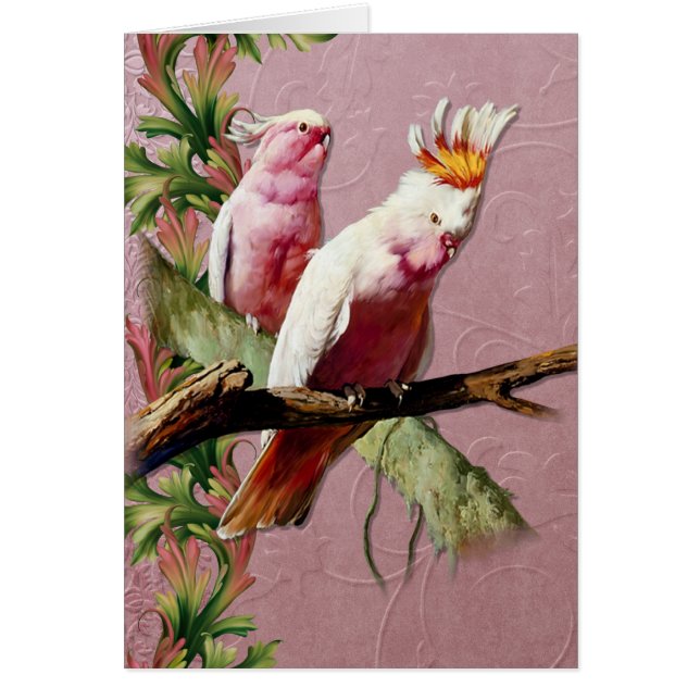 Resting Pink Cockatoos - Customize (Front)