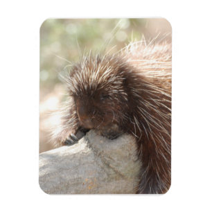 Resting Porcupine Magnet