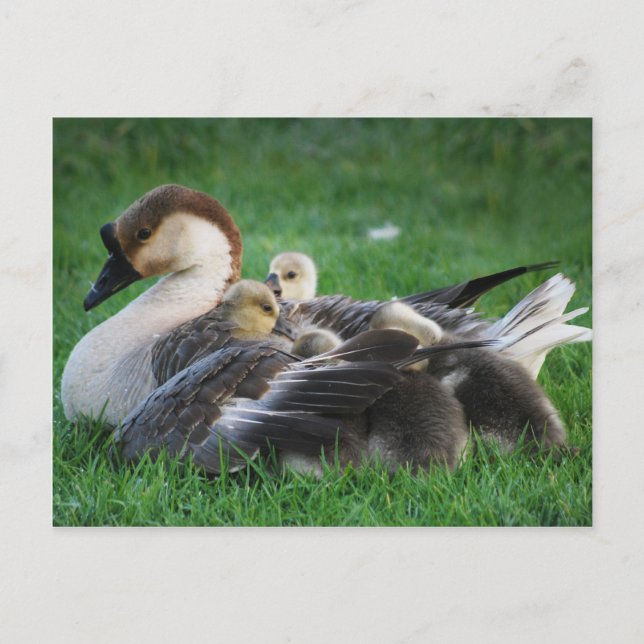 Resting Postcard (Front)