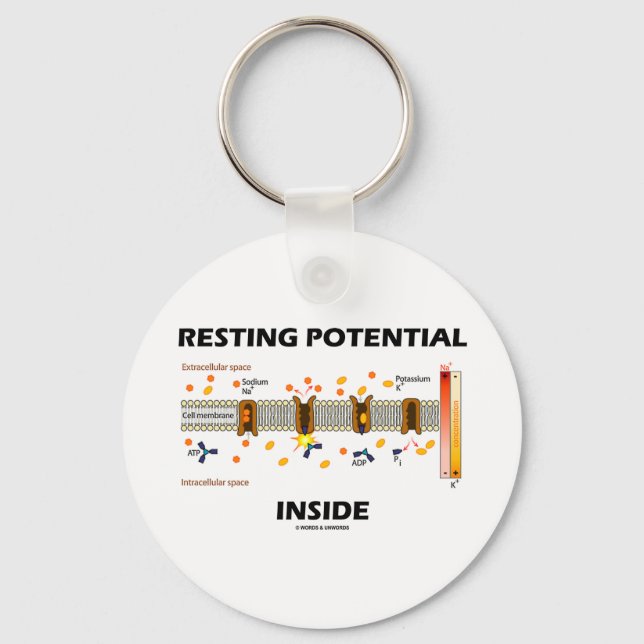 Resting Potential Inside (Sodium-Potassium Pump) Keychain (Front)