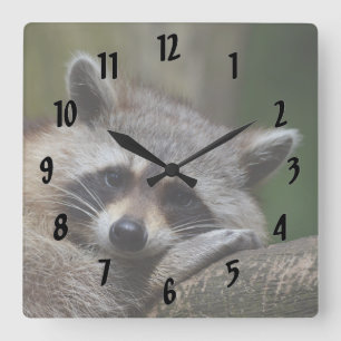 Resting Raccoon Square Wall Clock