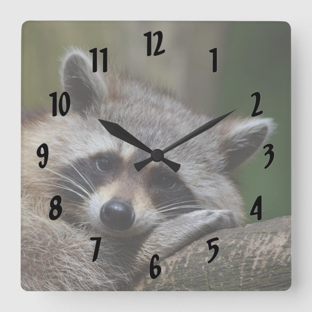 Resting Raccoon Square Wall Clock (Front)
