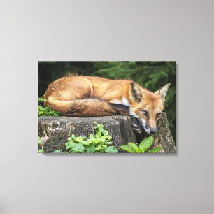 Resting Red Fox Canvas Print