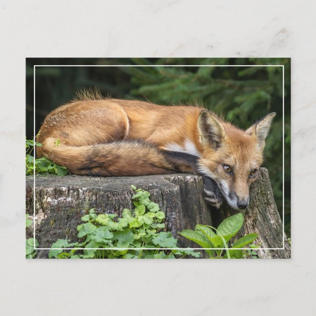 Resting Red Fox   Postcard (Front)