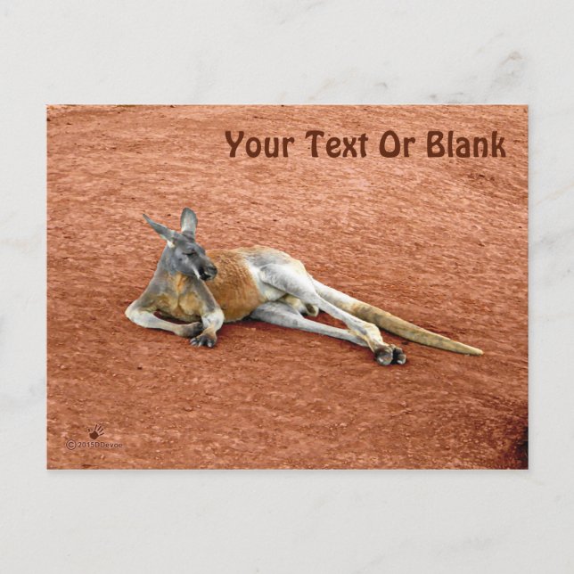 Resting Red Kangaroo Buck Postcard (Front)