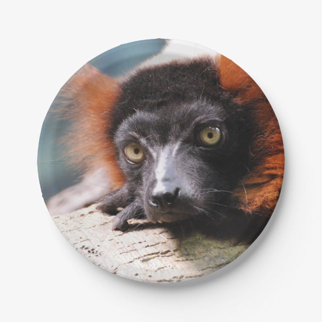 Resting Red Ruffed Lemur Paper Plate (Front)