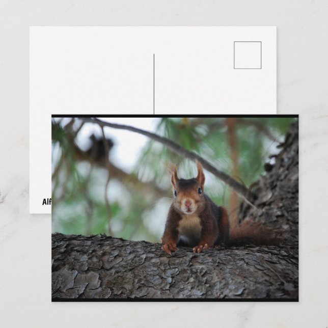 Resting Red Squirrel Postcard (Front/Back)