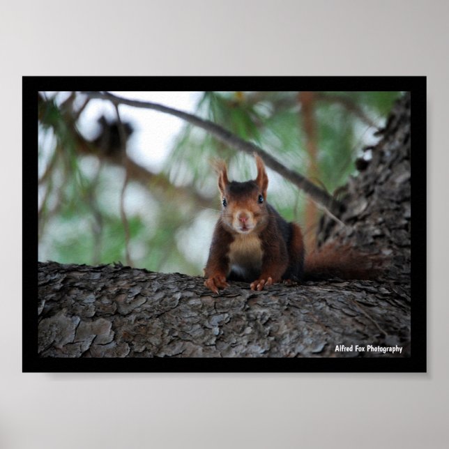Resting Red Squirrel Poster (Front)