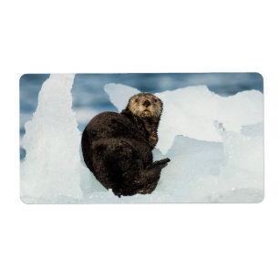 Resting Sea Otter