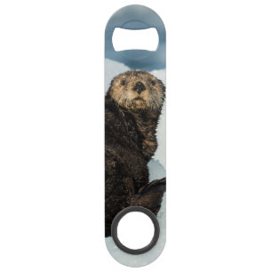 Resting Sea Otter Bar Key