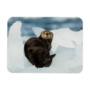 Resting Sea Otter Magnet