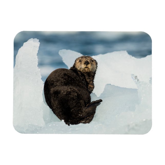 Resting Sea Otter Magnet (Horizontal)