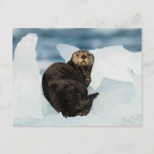 Resting Sea Otter Postcard