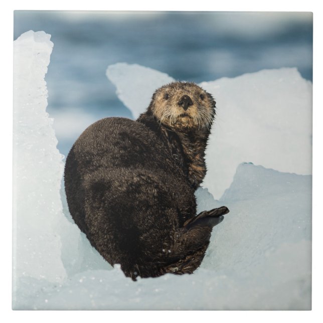Resting Sea Otter Tile (Front)