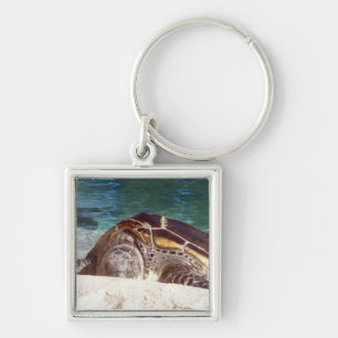 Resting Sea Turtle Keychain
