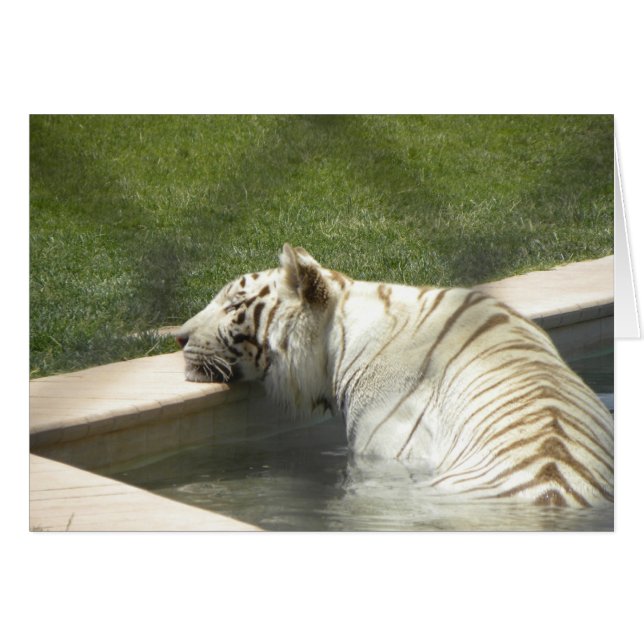 Resting tiger card (Front Horizontal)