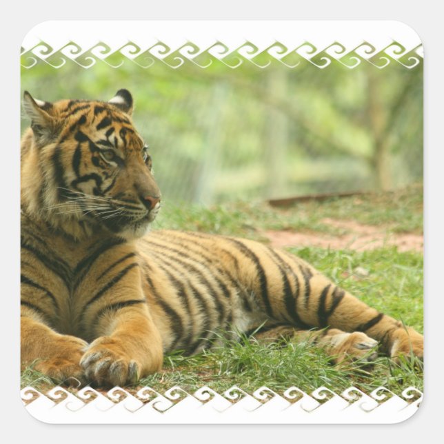 Resting Tiger  Sticker (Front)
