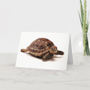 Resting Tortoise Card