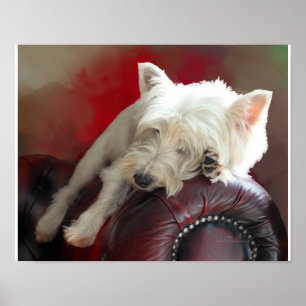 Resting Westie Poster